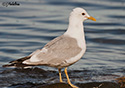 Larus canus